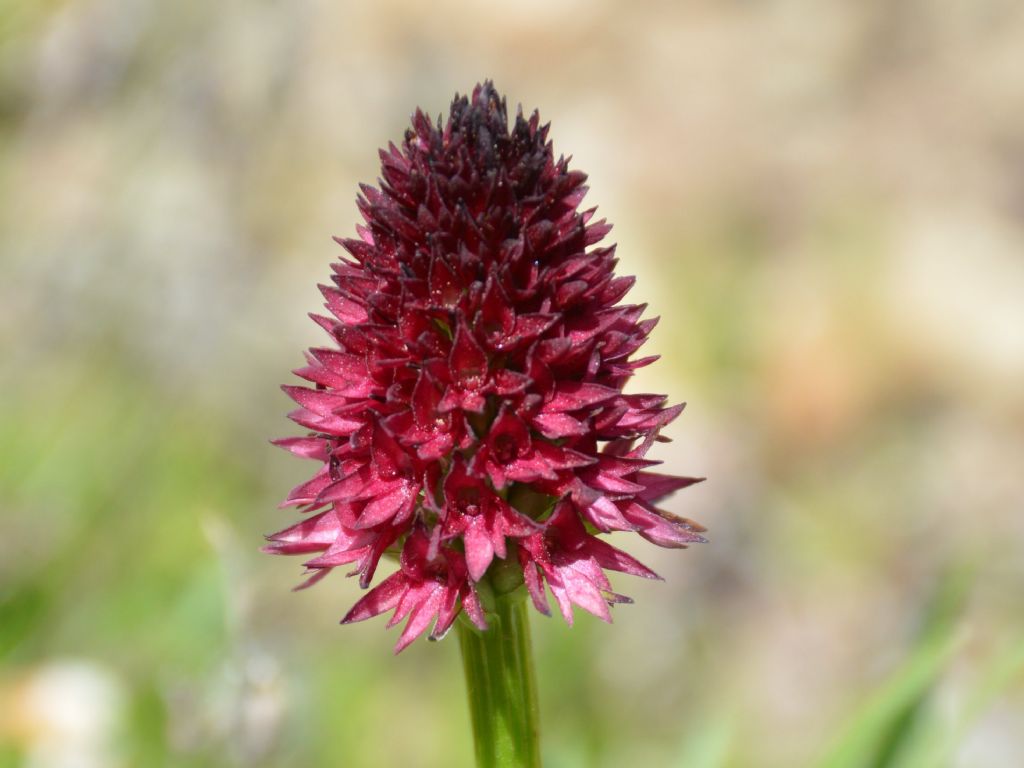 Nigritella rhellicani